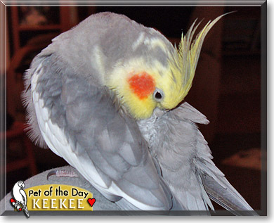 KeeKee, the Pet of the Day