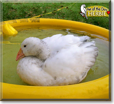 Herbie, the Pet of the Day Herbie, the Pet of the Day