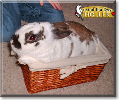 Holler, the Pet of the Day Holler, the Pet of the Day