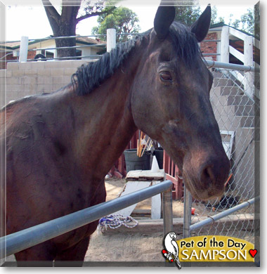 Sampson, the Pet of the Day Sampson, the Pet of the Day