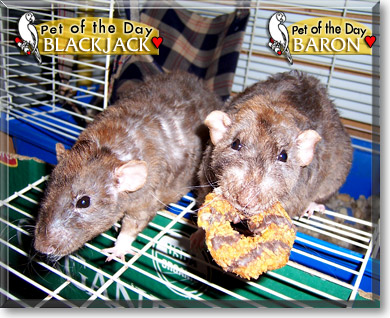 Blackjack, Baron, the Pet of the Day