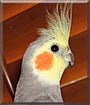 Pruppy