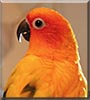 Pedro