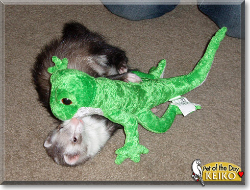 Keiko, the Pet of the Day Keiko, the Pet of the Day