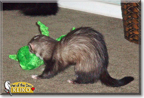 Keiko, the Pet of the Day Keiko, the Pet of the Day