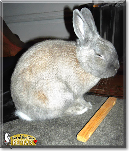 Reptar, the Pet of the Day Reptar, the Pet of the Day