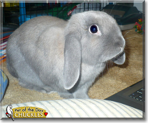 Chuckles, the Pet of the Day Chuckles, the Pet of the Day