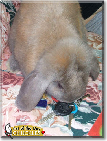 Chuckles, the Pet of the Day Chuckles, the Pet of the Day