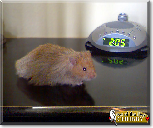 Chubby, the Pet of the Day Chubby, the Pet of the Day