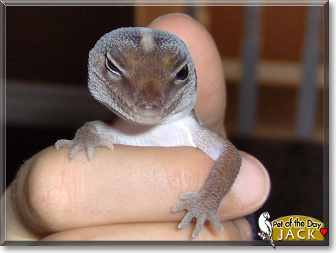 Jack, the Pet of the Day Jack, the Pet of the Day