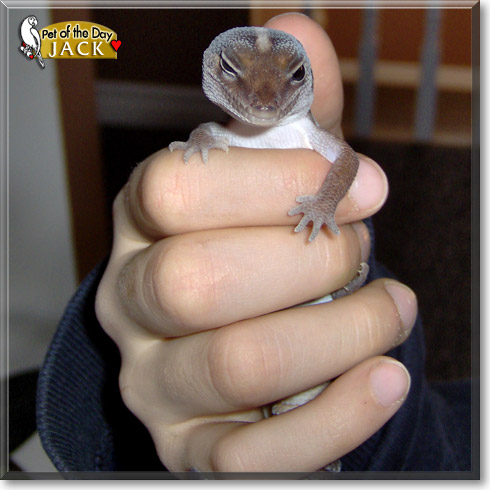 Jack, the Pet of the Day Jack, the Pet of the Day