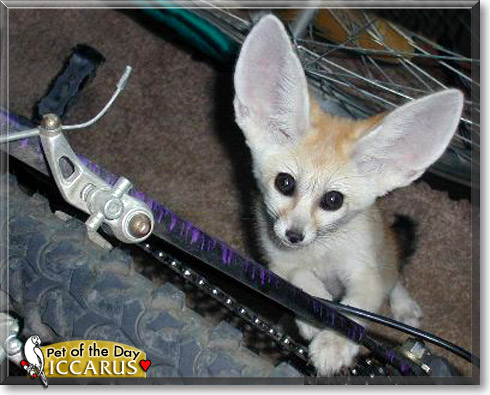 Iccarus, the Pet of the Day