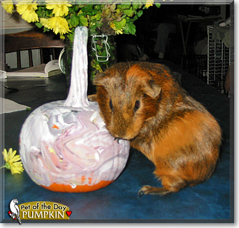 Pumpkin, the Pet of the Day Pumpkin, the Pet of the Day