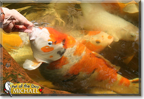 Michael, the Pet of the Day Michael, the Pet of the Day