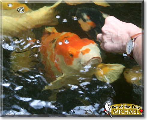 Michael, the Pet of the Day Michael, the Pet of the Day