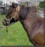 Buckwheat
