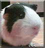 Squeakers