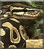 Ekans