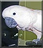 Giorgio