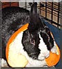 Bun Bun