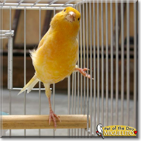 Miguelito, the Pet of the Day