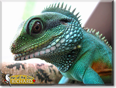 Richard, the Pet of the Day Richard, the Pet of the Day