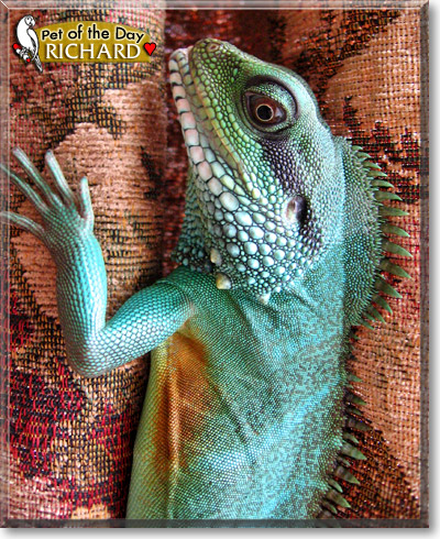 Richard, the Pet of the Day Richard, the Pet of the Day