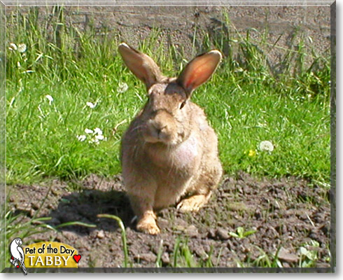 Tabby, the Pet of the Day