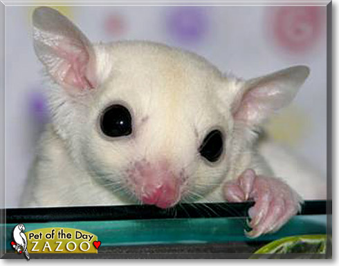 Zazoo, the Pet of the Day