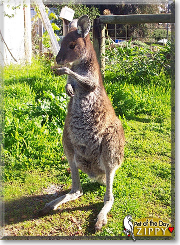 Zippy, the Pet of the Day