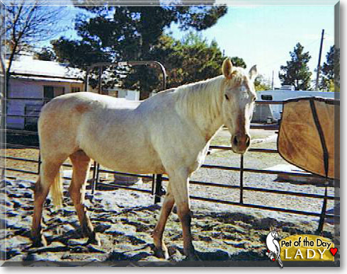 Lady, the Pet of the Day Lady, the Pet of the Day