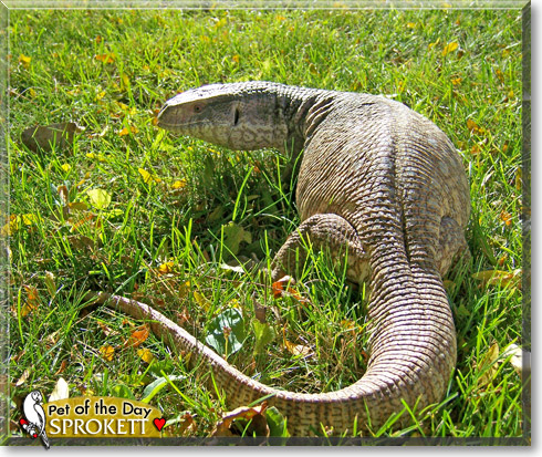 Sprokett, the Pet of the Day