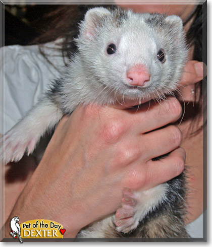 Dexter, the Pet of the Day