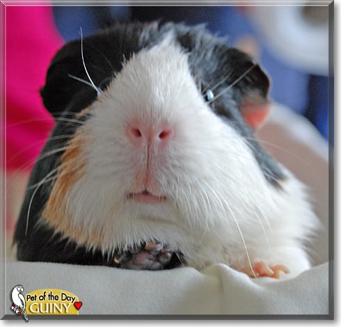 Guiny, the Pet of the Day