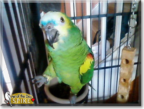 Spike, the Pet of the Day