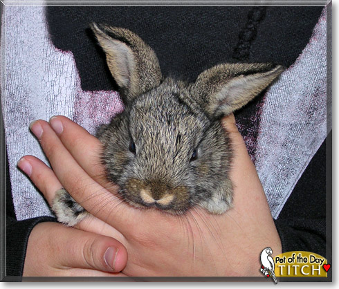 Titch, the Pet of the Day