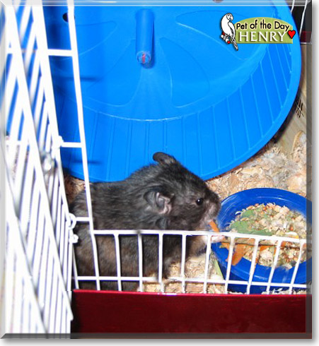 Henry, the Pet of the Day