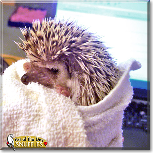 Snuffles, the Pet of the Day