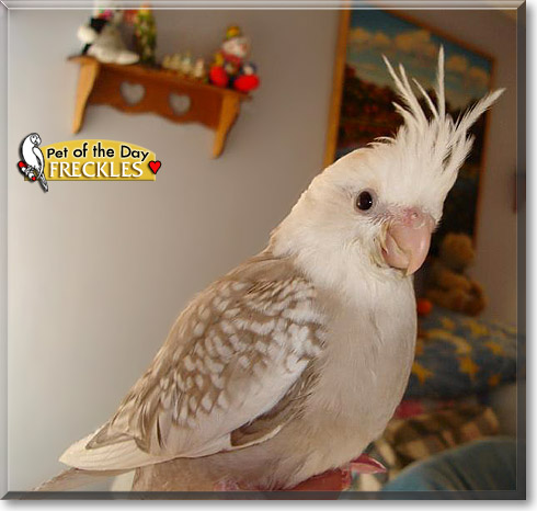 Freckles, the Pet of the Day