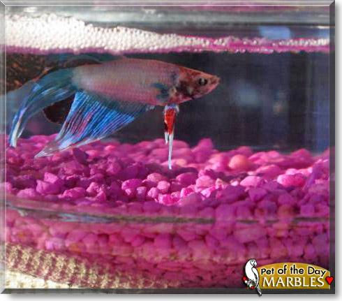 Marbles, the Pet of the Day