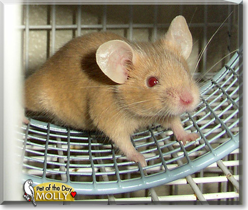 Molly, the Pet of the Day