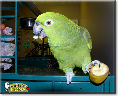 Fiona, the Pet of the Day Fiona, the Pet of the Day