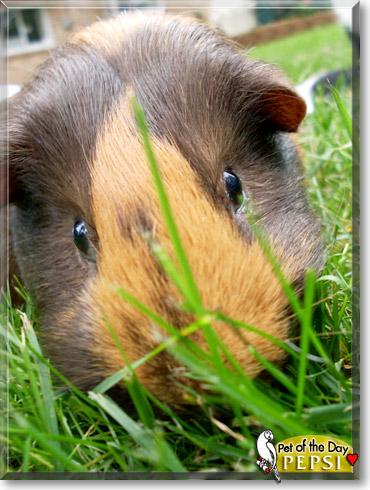 Pepsi, the Pet of the Day