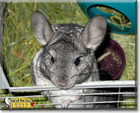 Fritz, the Pet of the Day