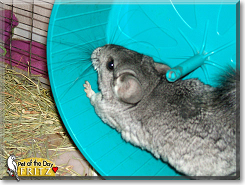 Fritz, the Pet of the Day