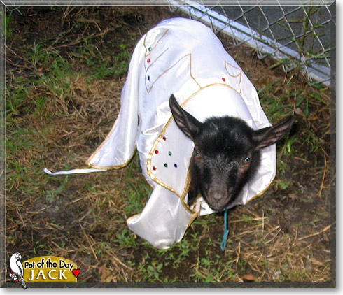 Jack, the Pet of the Day