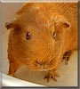 Squeak