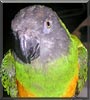 Spike