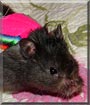 Oreo