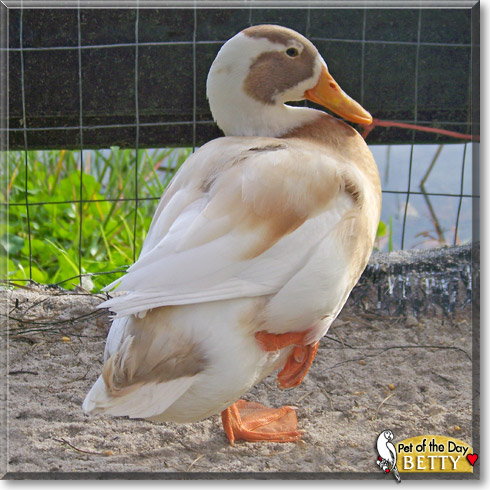 Betty, the Pet of the Day